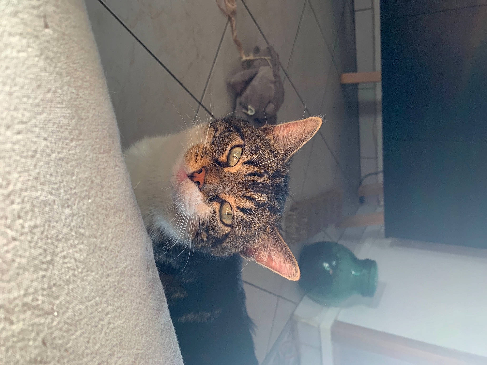 Potter participe au concours pour gagner de l'argent avec cette photo : aegean_cat, asian, carnivore, cat, domestic_short_haired_cat, dragon_li, egyptian_mau, european_shorthair, eye, felidae, fur, kitten, maine_coon, ocicat, pixie_bob, small_to_medium_sized_cats, snout, tabby_cat, whiskers, wild_cat