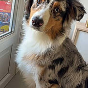Toba participe au concours pour gagner de l'argent avec cette photo : animal, australian_shepherd, canine, cozy, curious, digital_interface, dog, domestic, fur, head_tilt, home, indoor, music_overlay, natural_light, pet, portrait, sitting, smartphone_screenshot, social_media, window