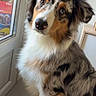 animal, australian_shepherd, canine, cozy, curious, digital_interface, dog, domestic, fur, head_tilt, home, indoor, music_overlay, natural_light, pet, portrait, sitting, smartphone_screenshot, social_media, window