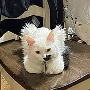 Sunshine is registered to the contest to win money with this photo: cat, white_cat, black_patch, fluffy_fur, indoor, wooden_chair, tablecloth, furniture, pet, animal, curious, sitting, resting, domestic, cozy, household, fur, ears, face, whiskers