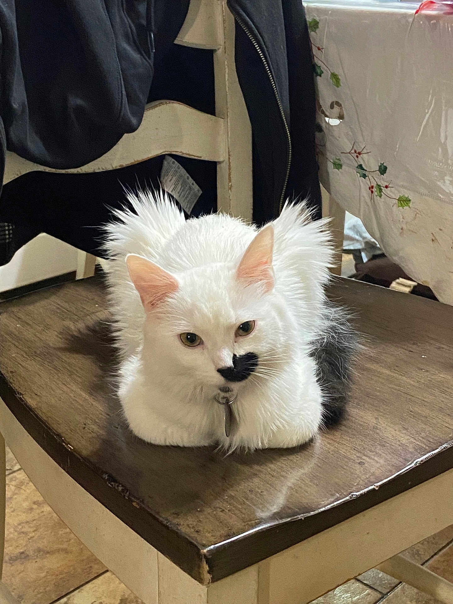 Sunshine is registered to the contest to win money with this photo: cat, white_cat, black_patch, fluffy_fur, indoor, wooden_chair, tablecloth, furniture, pet, animal, curious, sitting, resting, domestic, cozy, household, fur, ears, face, whiskers