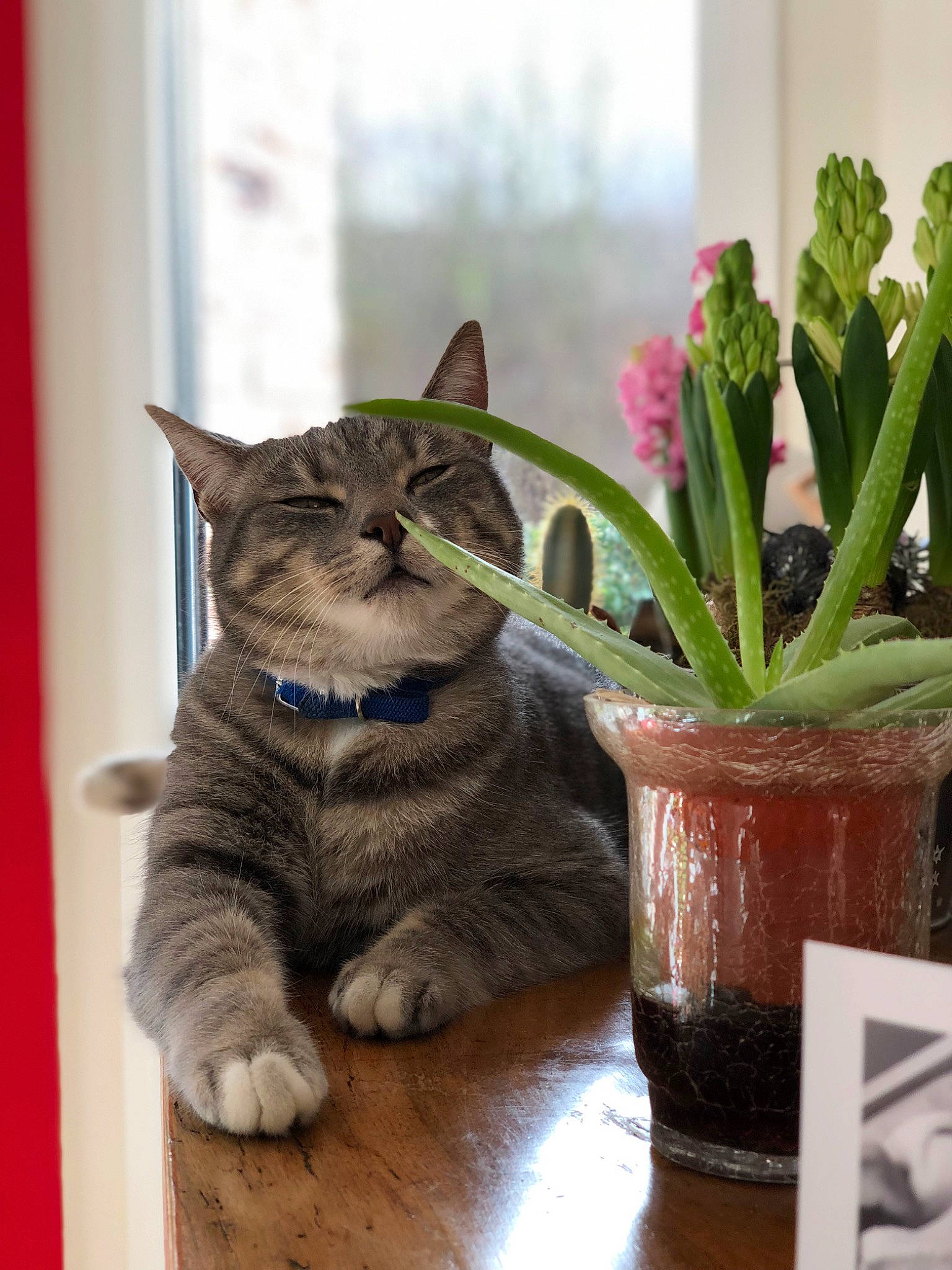 Mallow a rejoint le concours — aidez-le/la à gagner de superbes lots ! carnivore, cat, domestic_short_haired_cat, felidae, flower, flowerpot, fur, grass, hardwood, herbaceous_plant, houseplant, plant, small_to_medium_sized_cats, snout, table, tail, terrestrial_plant, whiskers, window, wood