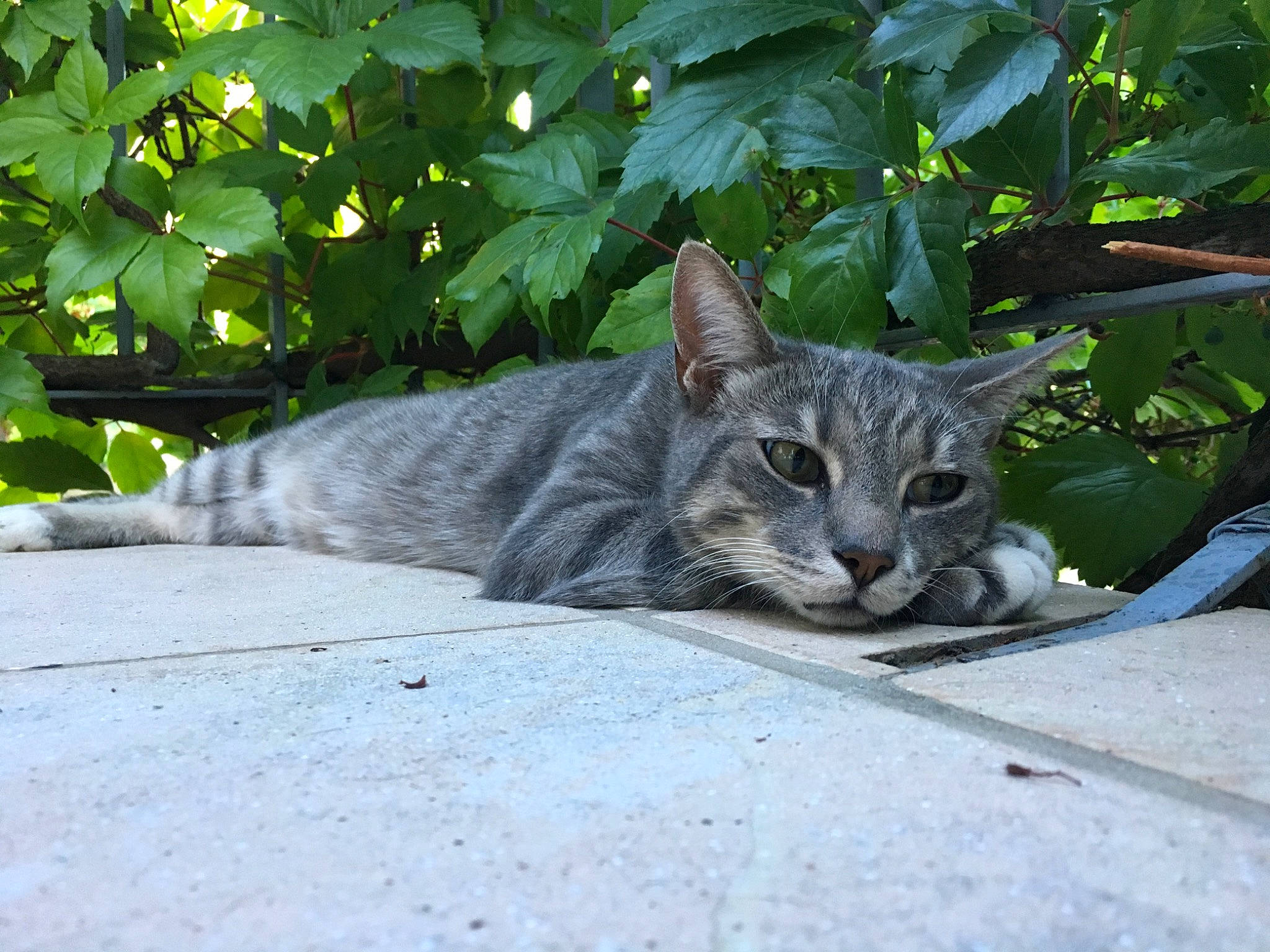 Mallow a rejoint le concours — aidez-le/la à gagner de superbes lots ! carnivore, cat, domestic_short_haired_cat, felidae, fur, grass, grey, groundcover, plant, small_to_medium_sized_cats, snout, tail, terrestrial_animal, tree, trunk, whiskers, wildlife