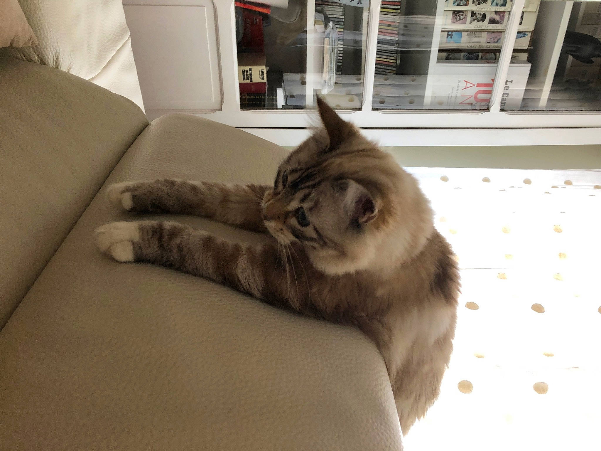 Mallow a rejoint le concours — aidez-le/la à gagner de superbes lots ! carnivore, cat, comfort, couch, domestic_short_haired_cat, felidae, floor, flooring, fur, grey, hardwood, living_room, mammal, paw, shelf, small_to_medium_sized_cats, tail, vertebrate, whiskers, wood