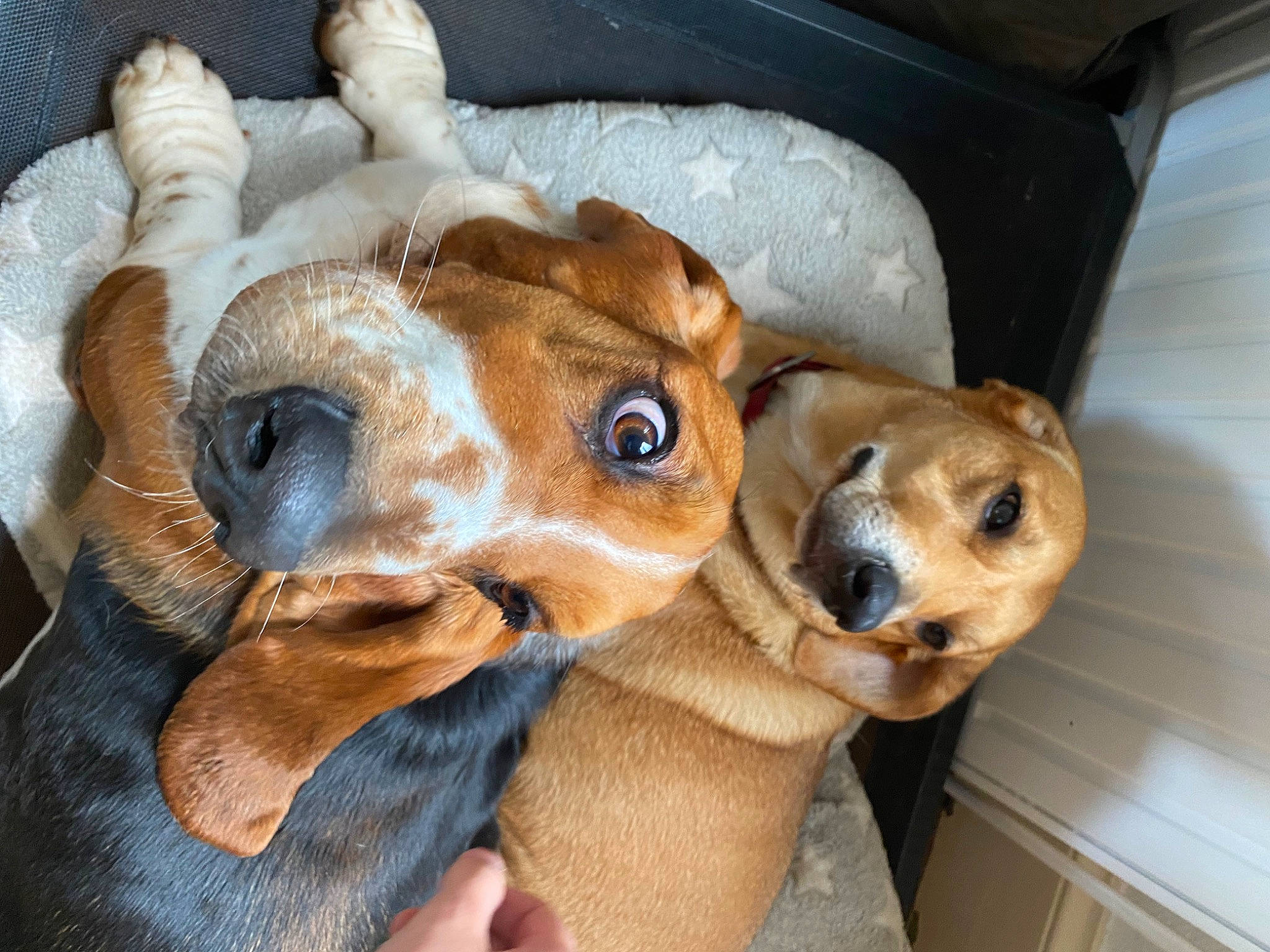 Milka a rejoint le concours — aidez-le/la à gagner de superbes lots ! canidae, carnivore, collar, companion_dog, dog, dog_breed, dog_supply, ear, eyelash, fawn, fur, goggles, jaw, liver, pet_supply, snout, sporting_group, sunglasses, whiskers, working_animal