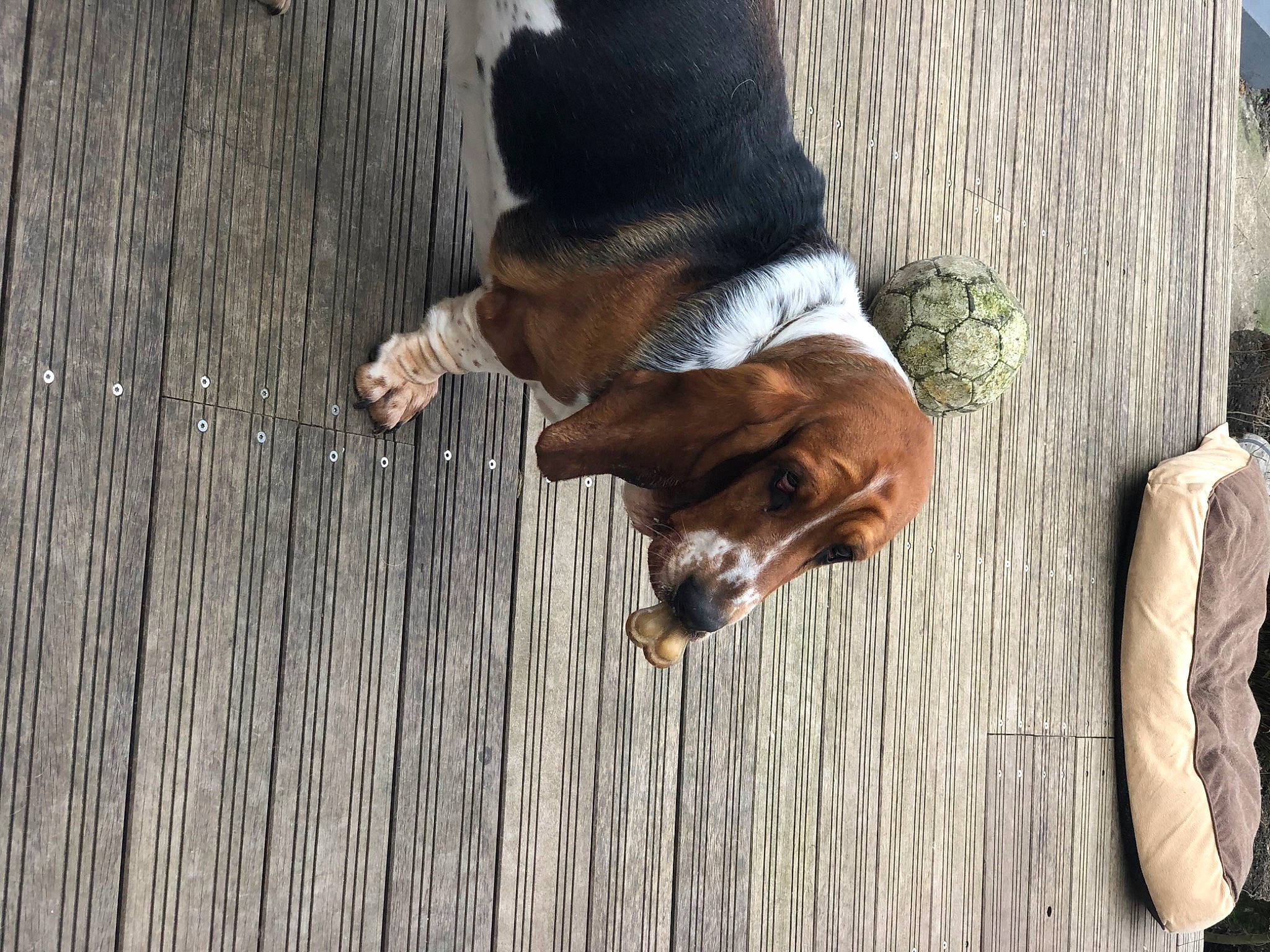 Milka a rejoint le concours — aidez-le/la à gagner de superbes lots ! canidae, carnivore, companion_dog, dog, dog_breed, fawn, flooring, grass, guard_dog, hardwood, hound, plant, snout, sporting_group, tail, tree, trunk, wood, working_animal, working_dog