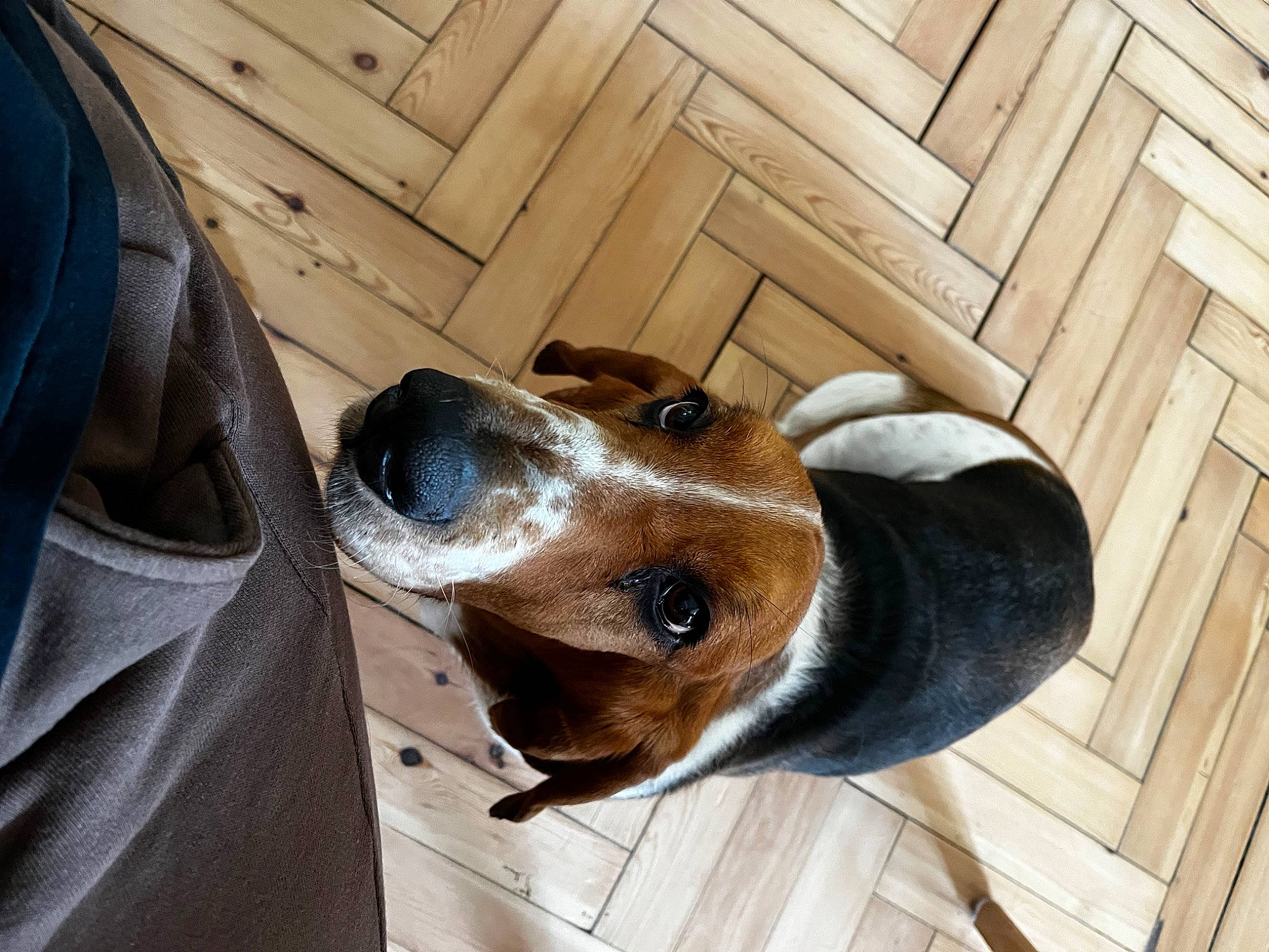 Milka a rejoint le concours — aidez-le/la à gagner de superbes lots ! canidae, carnivore, collar, companion_dog, dog, dog_breed, dog_collar, dog_supply, eyewear, fawn, hardwood, non_sporting_group, pet_supply, snout, sporting_group, toy, whiskers, wood, wood_stain, working_animal