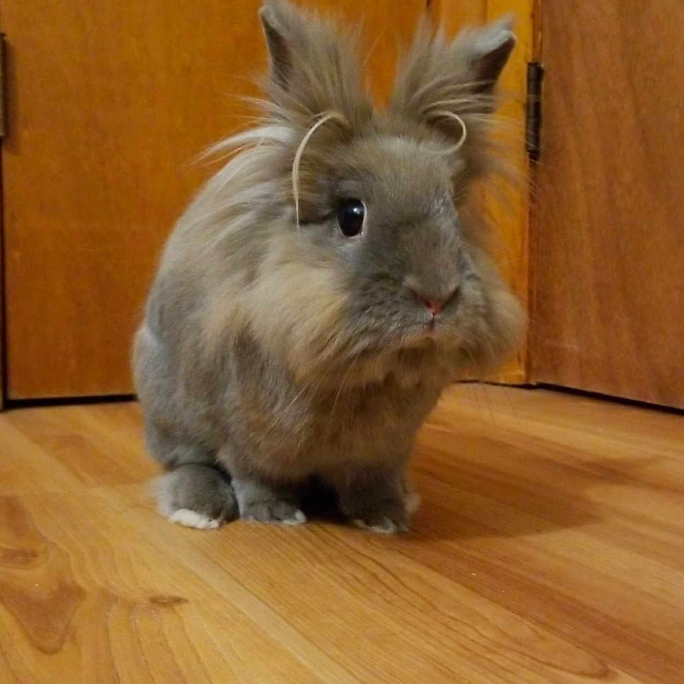 Floppy joined the competition — help win amazing prizes! angora_rabbit, domestic_rabbit, fauna, fur, hare, mammal, rabbit, rabits_and_hares, snout, whiskers