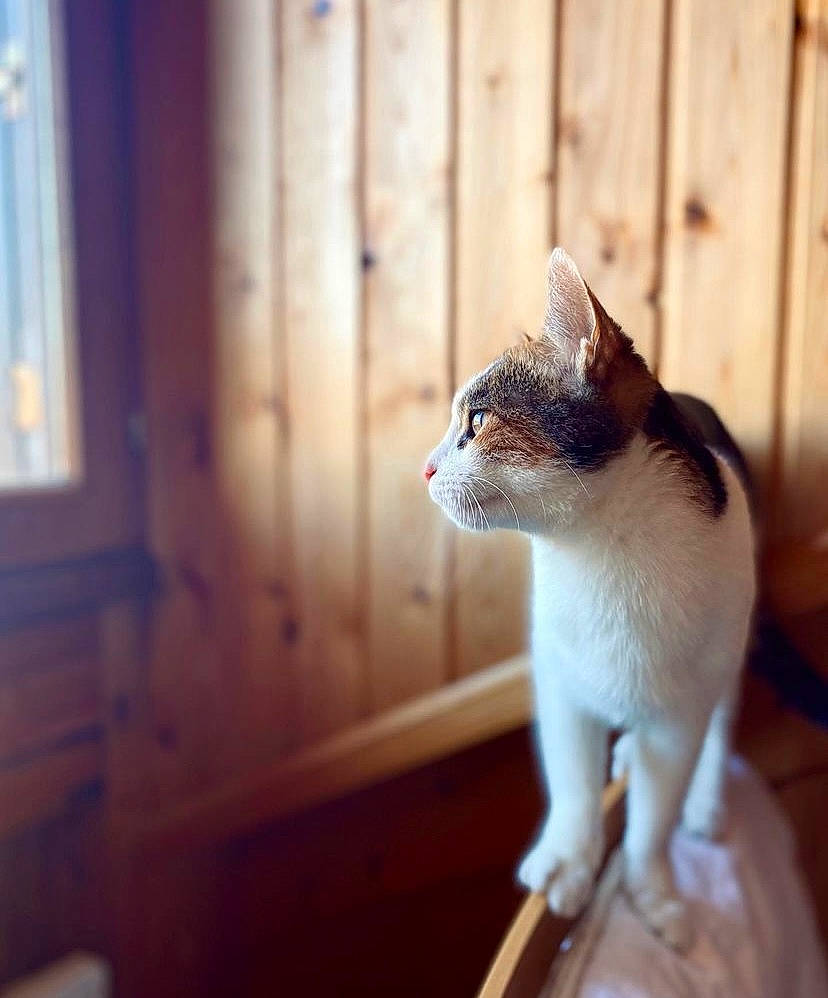 Mia a rejoint le concours — aidez-le/la à gagner de superbes lots ! carnivore, cat, claw, curtain, domestic_short_haired_cat, fawn, felidae, flooring, fur, hardwood, human_leg, sitting, small_to_medium_sized_cats, snout, tail, terrestrial_animal, whiskers, wildlife, window, wood