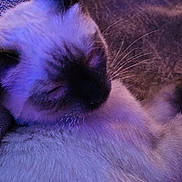 Jolene is registered to the contest to win money with this photo: cat, siamese, sleeping, close_up, fur, whiskers, pet, animal, purple_light, cozy, relaxed, indoor, cute, mammal, feline, soft, resting, portrait, domestic_cat, quiet