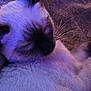 cat, siamese, sleeping, close_up, fur, whiskers, pet, animal, purple_light, cozy, relaxed, indoor, cute, mammal, feline, soft, resting, portrait, domestic_cat, quiet