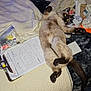cat, siamese_cat, bed, quilt, laundry, clothes, paper, clip_board, remote_control, flash, indoor, furniture, pet, animal, relaxing, lying_down, messy, room, fur, paw
