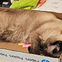 Jolene joined the competition — help win amazing prizes! cat, siamese_cat, cardboard_box, sleeping, fur, pet, indoor, resting, office_supplies, pens, sticky_notes, paper_clips, towel, paper, cozy, desk, napping, animal, feline, relaxation