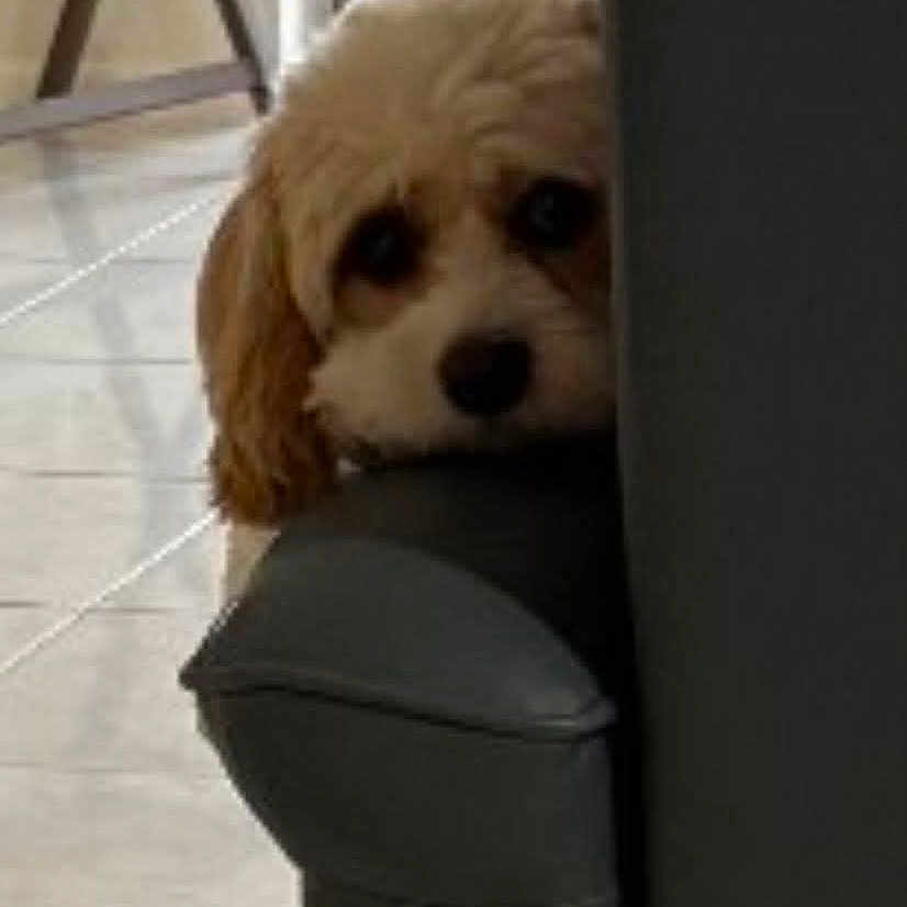 Lola is registered to the contest to win money with this photo: animal, armrest, brown_and_white, companion, couch, curious, cute, dog, floor, fur, furniture, home, indoor, looking, peeking, pet, quiet, resting, shy, tile_floor