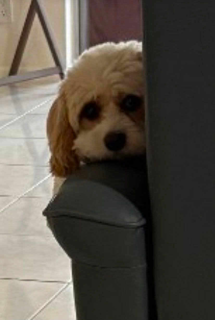 Lola