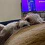Lola joined the competition — help win amazing prizes! dog, pet, blanket, resting, indoor, television, couch, fur, cozy, home, relaxing, white, tan, closeup, animal, companion, soft, comfort, cute, living_room