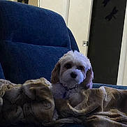 Lola is registered to the contest to win money with this photo: dog, blanket, chair, indoor, pet, furniture, cozy, curious, small_dog, fluffy, domestic_animal, resting, blue_chair, soft_texture, calm, indoor_lighting, home, decor, relaxed, companion