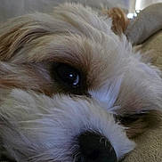 Lola is registered to the contest to win money with this photo: animal, calm, canine, close_up, cozy, cute, dog, face, fluffy, fur, indoor, laying_down, muzzle, nose, pet, relaxed, resting, sleeping, soft, whiskers