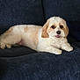 Lola is registered to the contest to win money with this photo: dog, pet, couch, indoor, fur, canine, relaxing, animal, companion, domestic, laying_down, white, cream, fluffy, friendly, cute, face, looking, smiling, home