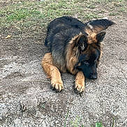 Spike a rejoint le concours — aidez-le/la à gagner de superbes lots ! dog, german_shepherd, canine, pet, animal, long_hair, black_and_tan, lying_down, outdoor, grass, weeds, ground, gravel, dirt, park, garden, ears, paws, fur, portrait