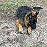 dog, german_shepherd, canine, pet, animal, long_hair, black_and_tan, lying_down, outdoor, grass, weeds, ground, gravel, dirt, park, garden, ears, paws, fur, portrait