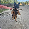 Spike a rejoint le concours — aidez-le/la à gagner de superbes lots ! dog, german_shepherd, puppy, fluffy, brown_and_black, leaping, playing, tug_of_war, stick, branch, outdoor, countryside, sandy_path, rural, trees, blue_sky, sunlight, leash, person, action_shot