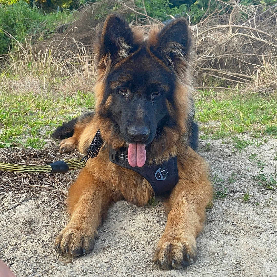 Spike participe au concours pour gagner de l'argent avec cette photo : dog, german_shepherd, long_hair, black_and_tan, pet, canine, lying_down, tongue_out, harness, leash, outdoors, forest, woodland, grass, dirt, nature, portrait, animal, alert, fluffy