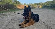 Spike participe au concours pour gagner de l'argent avec cette photo : dog, german_shepherd, pet, canine, black_and_tan, lying_down, tongue_out, leash, harness, sandy_path, outdoors, nature, trees, blue_sky, clouds, trail, park, animal_portrait, long_hair, relaxed