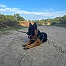 dog, german_shepherd, pet, canine, black_and_tan, lying_down, tongue_out, leash, harness, sandy_path, outdoors, nature, trees, blue_sky, clouds, trail, park, animal_portrait, long_hair, relaxed
