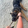 Spike participe au concours pour gagner de l'argent avec cette photo : dog, puppy, black_and_tan, fluffy, playing, tug_of_war, rope_toy, leash, harness, outdoor, pavement, person, hand, arm, wristband, street, overhead_view, pet, playful, animal