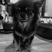 Shishi a rejoint le concours — aidez-le/la à gagner de superbes lots ! dog, small_dog, long_hair, fluffy, black_and_white, portrait, standing, indoors, table, wooden_surface, home, kitchen, furniture, face, eyes, ears, paws, pet, photography, monochrome