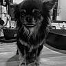 dog, small_dog, long_hair, fluffy, black_and_white, portrait, standing, indoors, table, wooden_surface, home, kitchen, furniture, face, eyes, ears, paws, pet, photography, monochrome