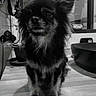 dog, small_dog, long_hair, fluffy, black_and_white, monochrome, portrait, sitting, indoors, pet, canine, companion_animal, front_view, looking_at_camera, paws, ears, fur, living_room, floor, photography