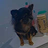dog, small_dog, long_hair, black_and_brown, pet, animal, sitting, bathroom, countertop, sink, toiletries, cleanser, bottle, indoors, portrait, upright, fluffy, ears, reflection, dim_lighting