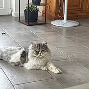 Bouddha participe au concours pour gagner de l'argent avec cette photo : cat, fluffy_cat, long_hair, gray_and_white, persian_cat, pet, animal, lying_down, indoor, floor, tile, home, houseplant, potted_plant, mop, wooden_cabinet, door, white, fur, portrait