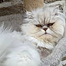 Bouddha participe au concours pour gagner de l'argent avec cette photo : cat, persian_cat, white_fur, fluffy, longhaired, grumpy, amber_eyes, closeup, portrait, pet, animal, paw, whiskers, indoors, cat_tree, scratching_post, cushion, cozy, textured_background, funny_expression