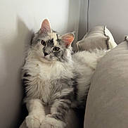 Aywena participe au concours pour gagner de l'argent avec cette photo : cat, kitten, fluffy, long_hair, gray_and_white, pet, animal, portrait, sitting, couch, cushions, indoor, home, cozy, relaxed, front_view, ears, whiskers, paws, photography