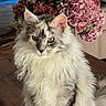 Aywena participe au concours pour gagner de l'argent avec cette photo : cat, long_hair, fluffy, gray_and_white, pet, animal, portrait, sitting, indoors, flowers, bouquet, roses, hydrangeas, greenery, wooden_table, home, fur, yellow_eyes, front_view, cute
