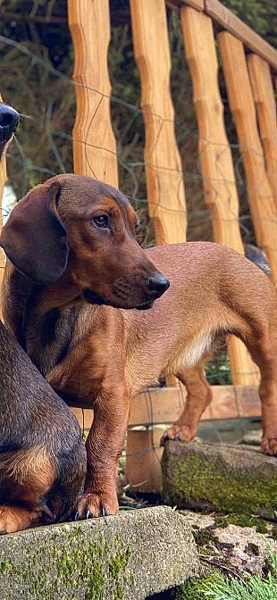 Pakita participe au concours pour gagner de l'argent avec cette photo : ancient_dog_breeds, canidae, carnivore, companion_dog, dog, dog_breed, fawn, hound, hunting_dog, liver, sporting_group, terrestrial_animal, working_animal, working_dog