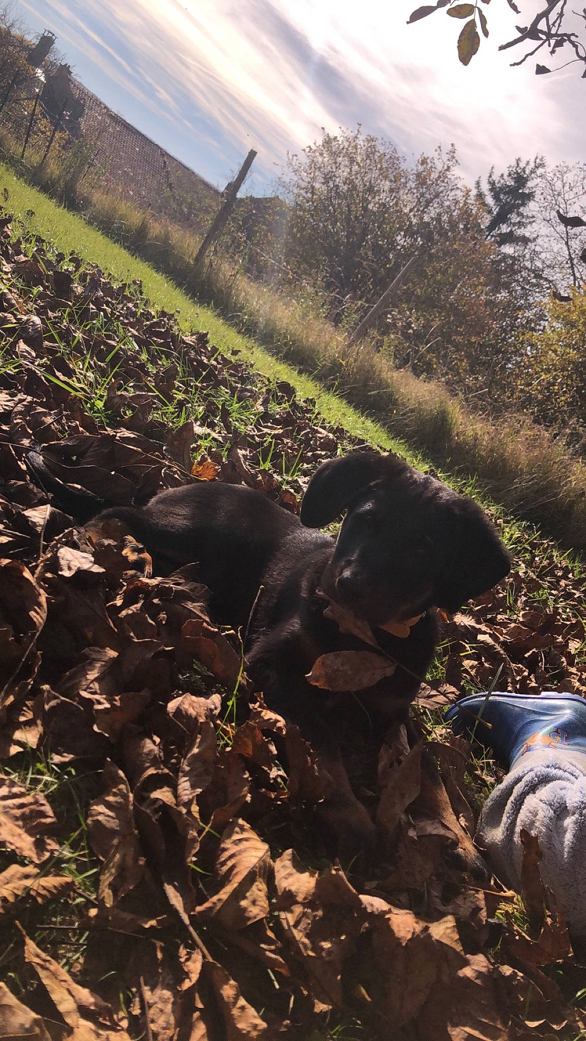 Shadow a rejoint le concours — aidez-le/la à gagner de superbes lots ! agriculture, cloud, dog, fawn, grass, grass_family, grassland, landscape, natural_landscape, plant, plant_community, shadow, shrub, sky, soil, sunlight, tints_and_shades, tree, wood, working_animal