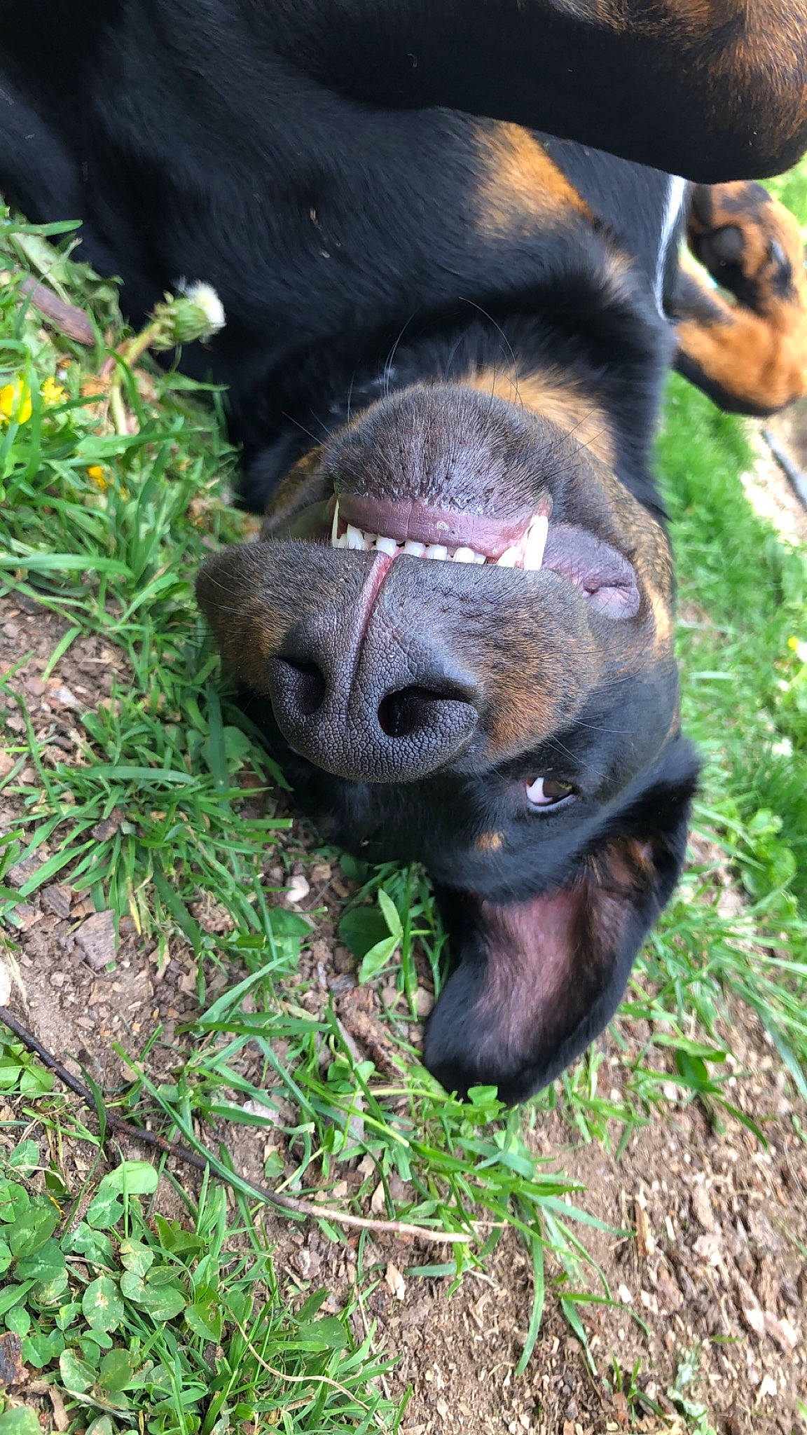 Shadow participe au concours pour gagner de l'argent avec cette photo : canidae, carnivore, companion_dog, dog_breed, eye, fawn, fur, grass, groundcover, herbaceous_plant, livestock, natural_material, paw, plant, snout, sporting_group, terrestrial_animal, working_animal