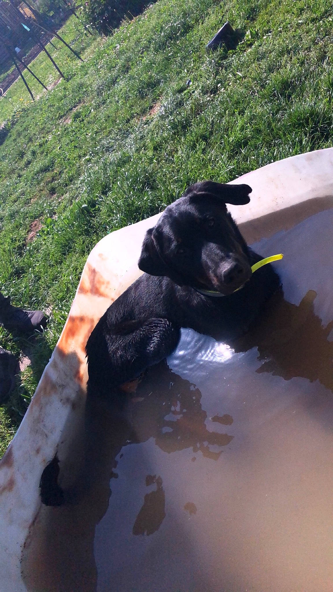 Shadow participe au concours pour gagner de l'argent avec cette photo : art, beak, bovine, canidae, dog_breed, grass, guard_dog, human_leg, personal_protective_equipment, pond, reflection, rock, shadow, sporting_group, tail, terrestrial_animal, water, wildlife, working_animal