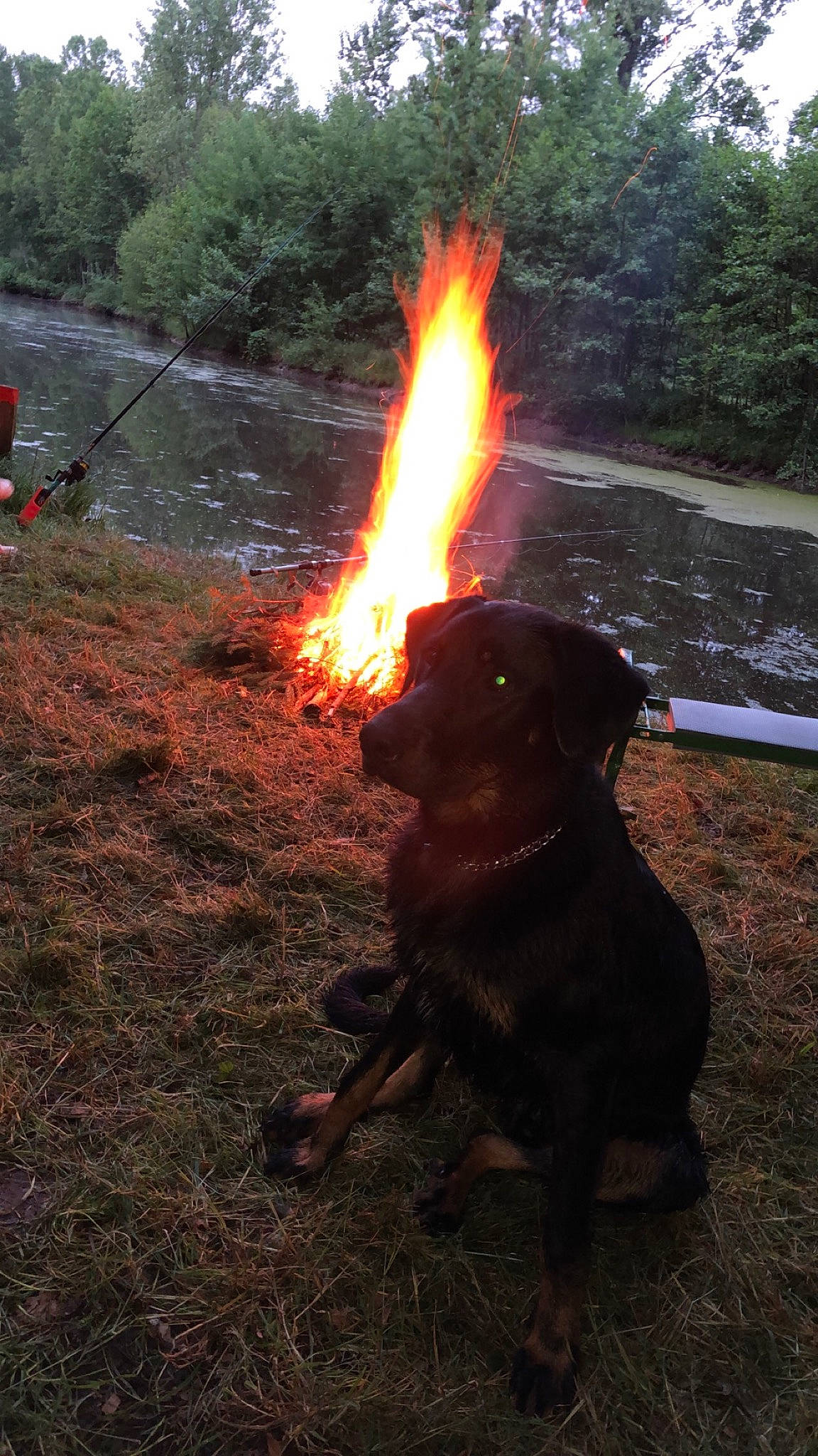 Shadow participe au concours pour gagner de l'argent avec cette photo : bonfire, campfire, carnivore, dog, dog_breed, event, fire, flame, gas, grass, guard_dog, heat, landscape, plant, soil, tree, water, working_dog