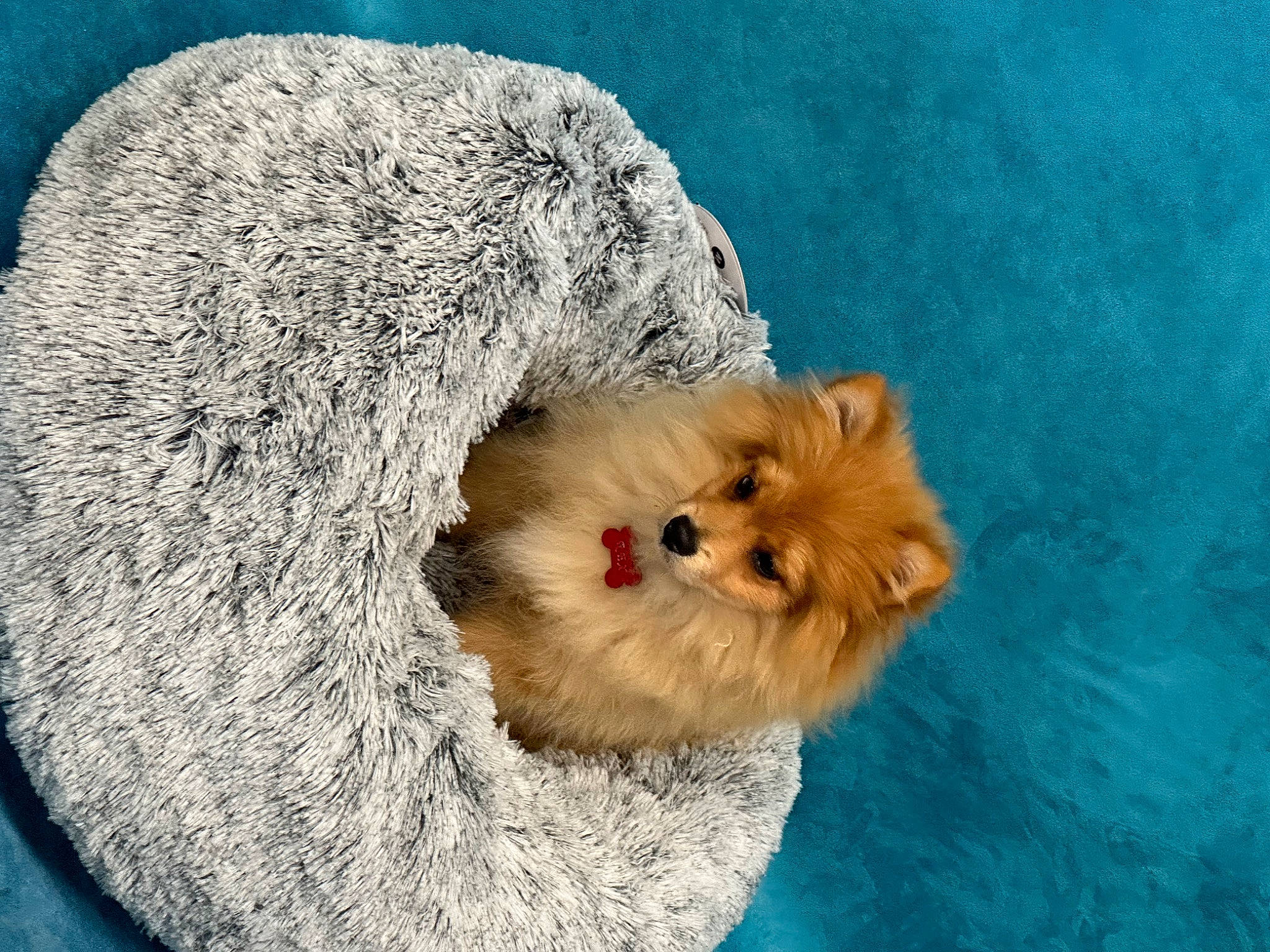 Rex a rejoint le concours — aidez-le/la à gagner de superbes lots ! canidae, carnivore, companion_dog, dog, dog_breed, fawn, fur, maltepoo, non_sporting_group, paw, rodent, small_terrier, snout, sporting_group, terrestrial_animal, terrier, toy, toy_dog, whiskers