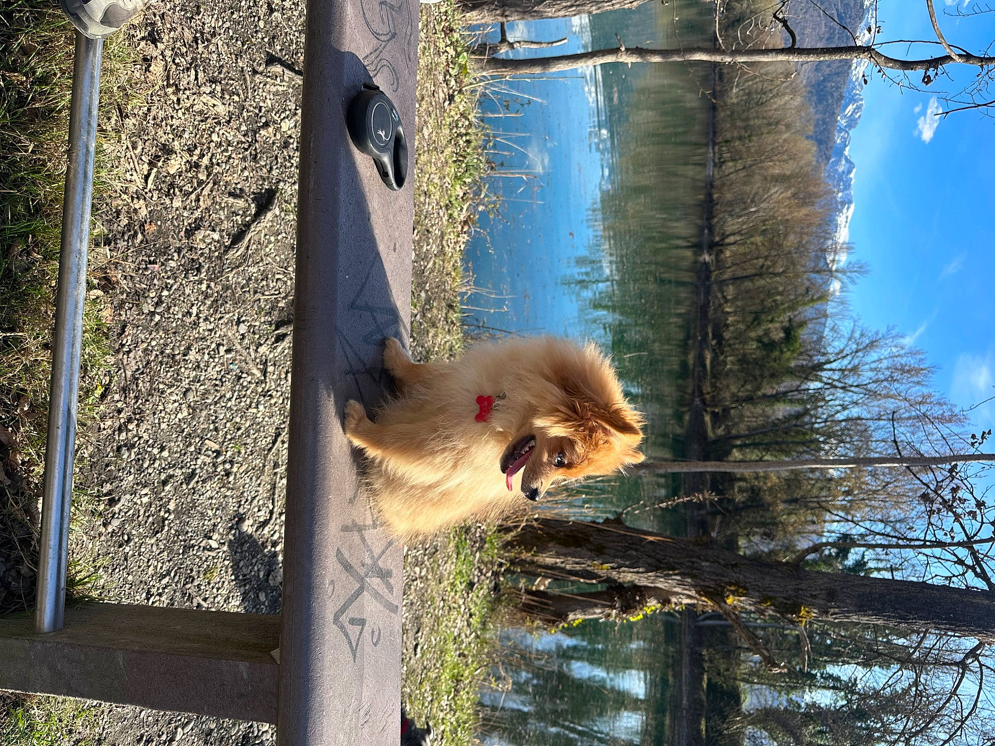 Rex participe au concours pour gagner de l'argent avec cette photo : beak, canidae, carnivore, fawn, fur, plant, sky, sporting_group, tail, tree, trunk, twig, water, wildlife, winter, wood, woody_plant
