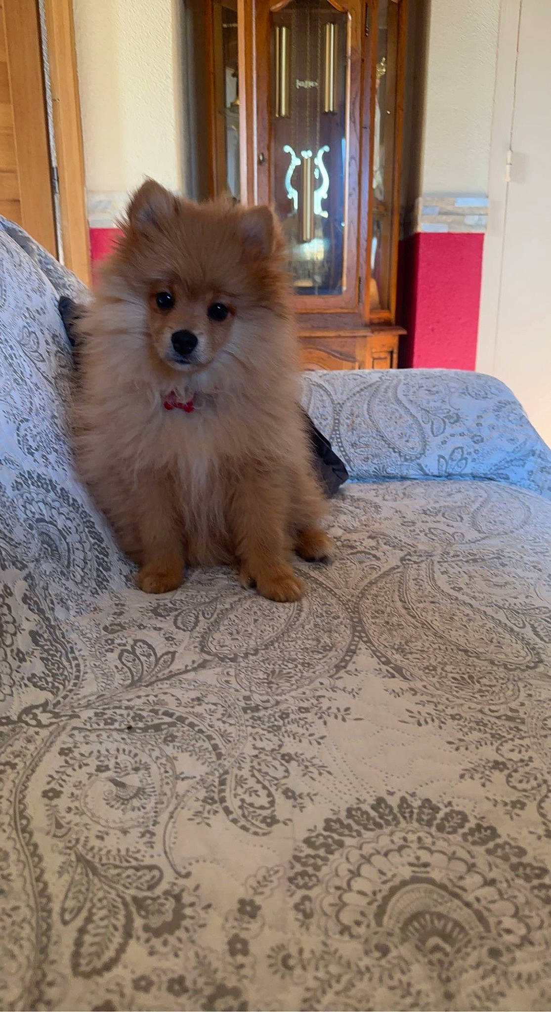 Rex a rejoint le concours — aidez-le/la à gagner de superbes lots ! canidae, carnivore, companion_dog, dog, dog_breed, dog_supply, fawn, flooring, fur, german_spitz, german_spitz_klein, german_spitz_mittel, pomeranian, snout, spitz, sporting_group, tail, toy_dog, whiskers, working_animal