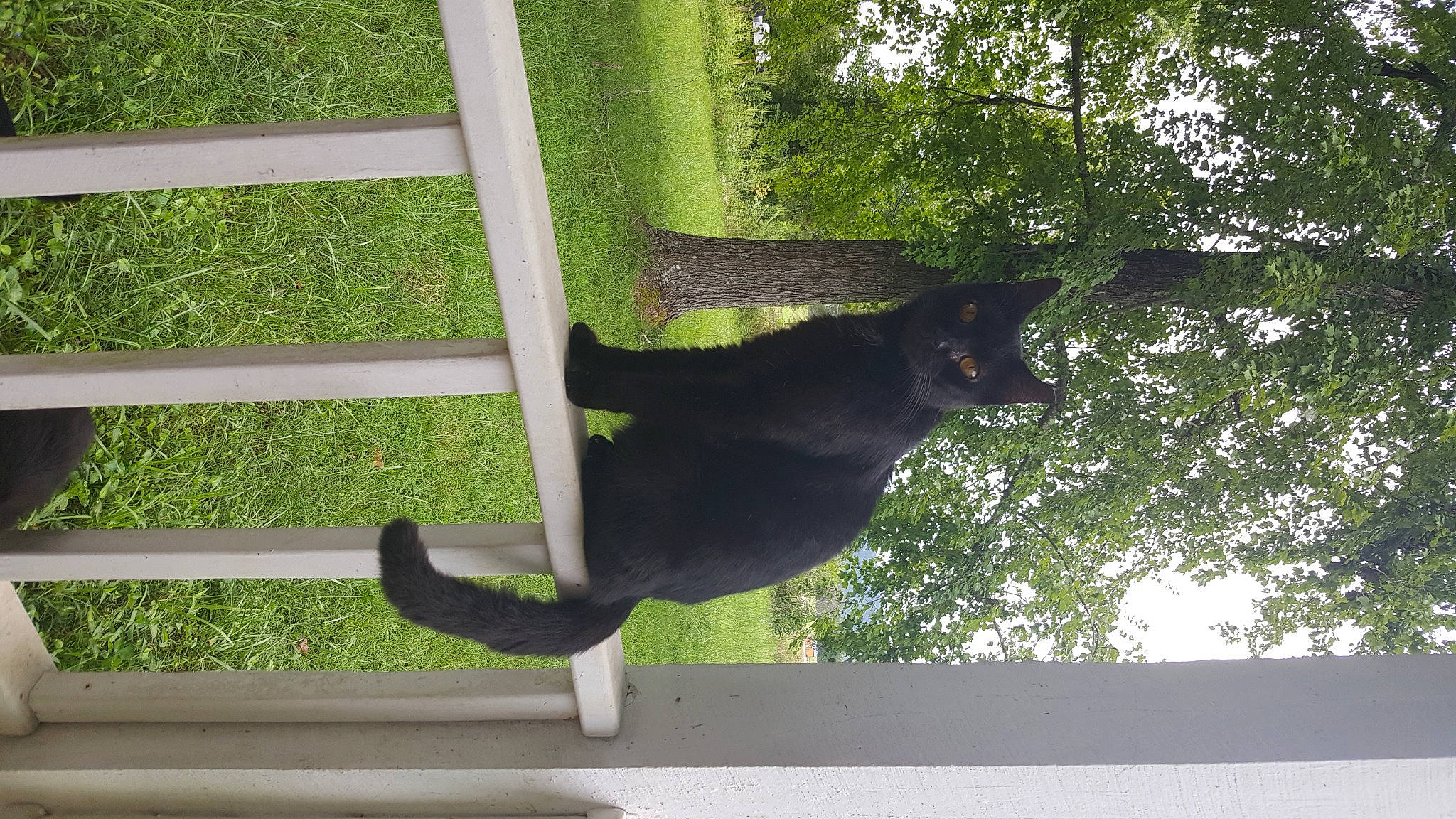 Mayhem is registered to the contest to win money with this photo: carnivore, cat, felidae, fixture, grass, plant, shade, shadow, small_to_medium_sized_cats, tail, terrestrial_animal, tints_and_shades, tree, wildlife, wood