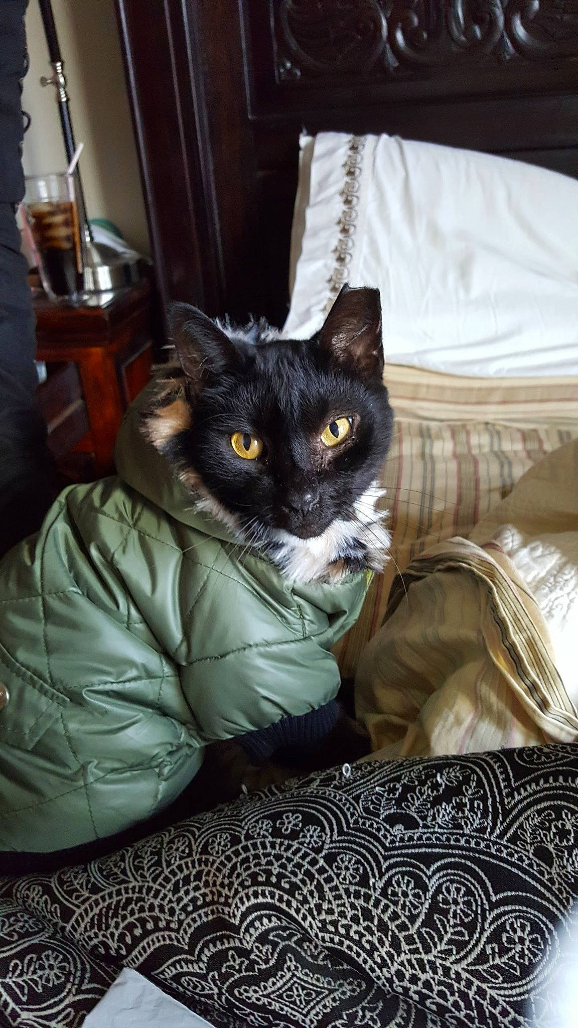 Mayhem is registered to the contest to win money with this photo: bed, bedding, bedroom, black_cat, bombay, carnivore, cat, comfort, domestic_short_haired_cat, felidae, fur, grey, linens, pillow, room, sitting, small_to_medium_sized_cats, textile, throw_pillow, whiskers