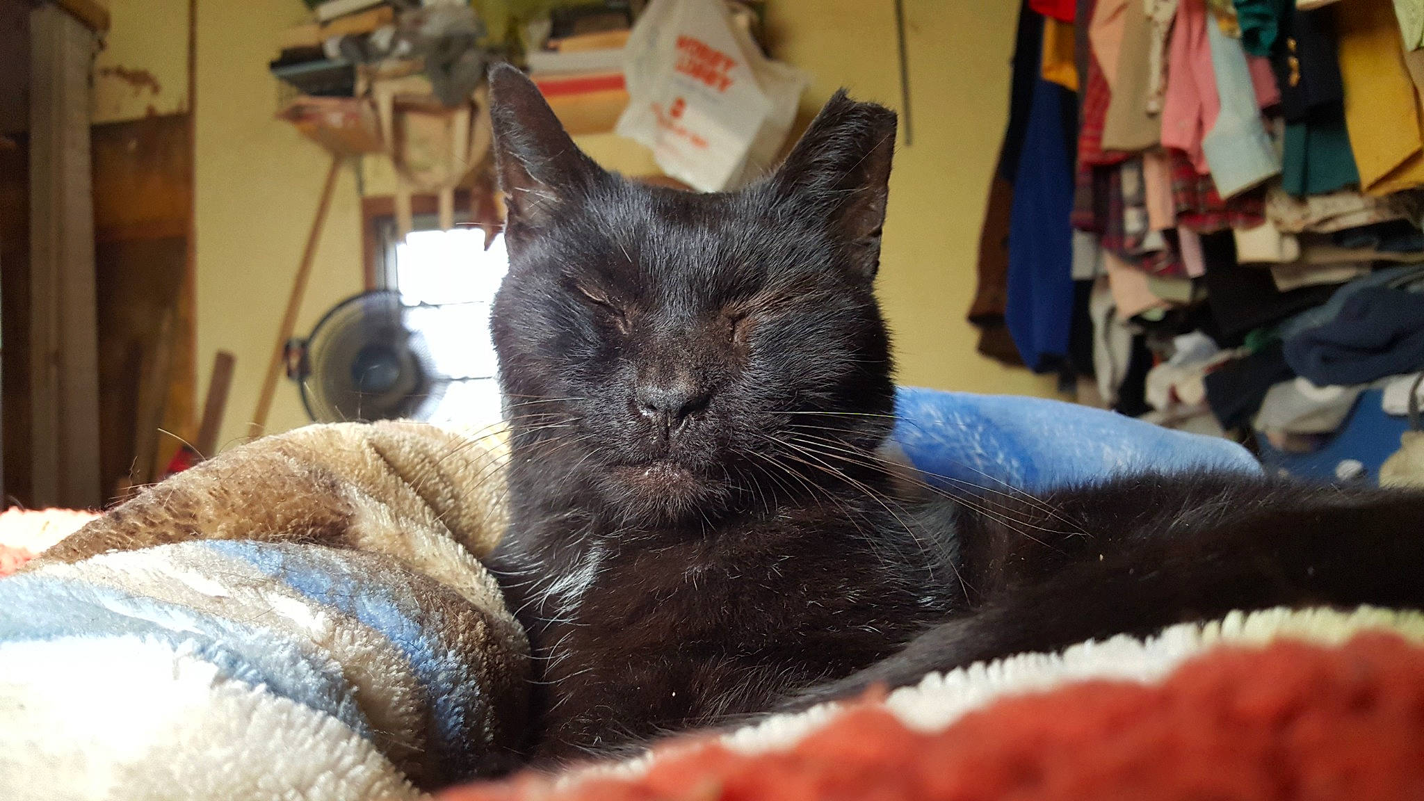 Mayhem is registered to the contest to win money with this photo: bombay, carnivore, cat, claw, comfort, domestic_short_haired_cat, felidae, fur, grey, small_to_medium_sized_cats, snout, terrestrial_animal, whiskers