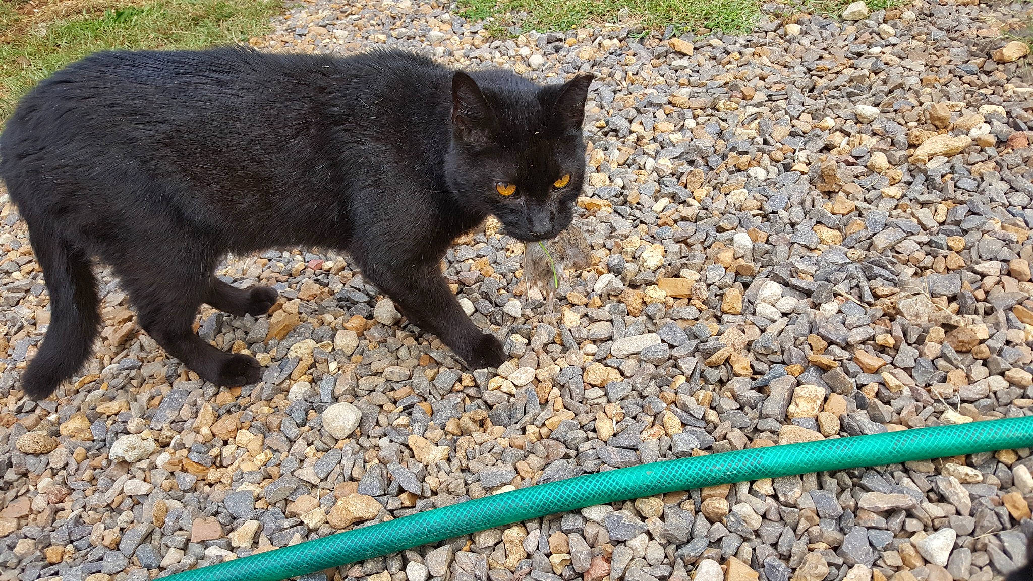 Mayhem is registered to the contest to win money with this photo: asphalt, black_cat, bombay, carnivore, cat, domestic_short_haired_cat, electric_blue, felidae, fur, grass, paw, pebble, plant, road_surface, small_to_medium_sized_cats, soil, tail, tar, terrestrial_animal, whiskers